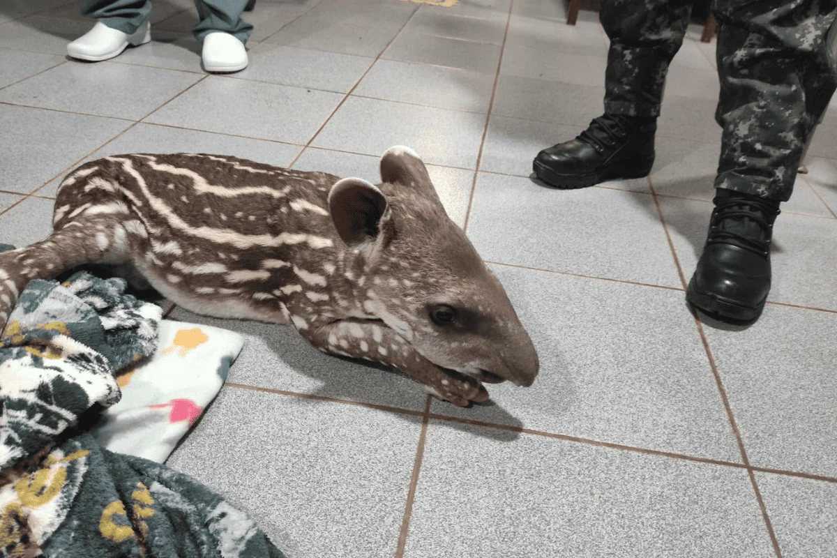Filhote de anta com a pata fraturada é resgatada entre rodovias no interior Filhote de anta com a pata fraturada é resgatada entre rodovias no interior