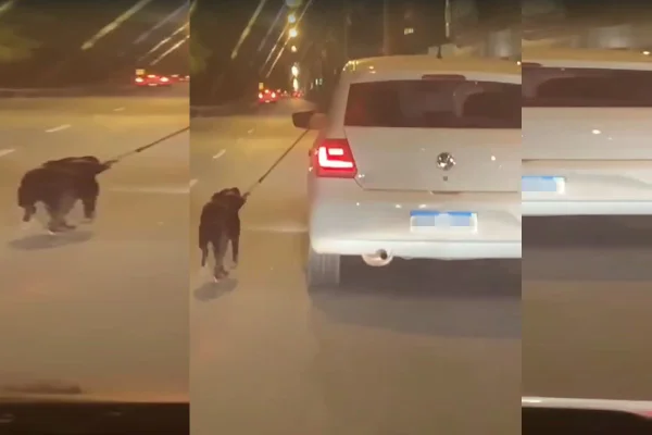 Foto de cão sendo puxado em via