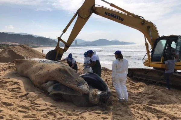 Baleia com marcas de rede de pesca é encontrada morta em SC