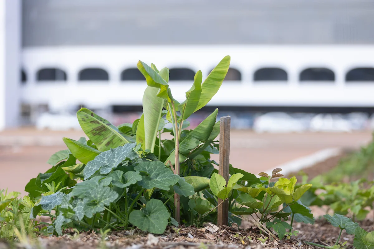 Espécies cultivadas nos canteiros integram as ações de educação ambiental e sustentabilidade Espécies cultivadas nos canteiros integram as ações de educação ambiental e sustentabilidade