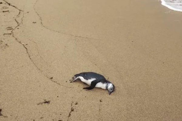 Pinguim morto em praia. Temporada de pinguins no litoral paulista - Metrópoles