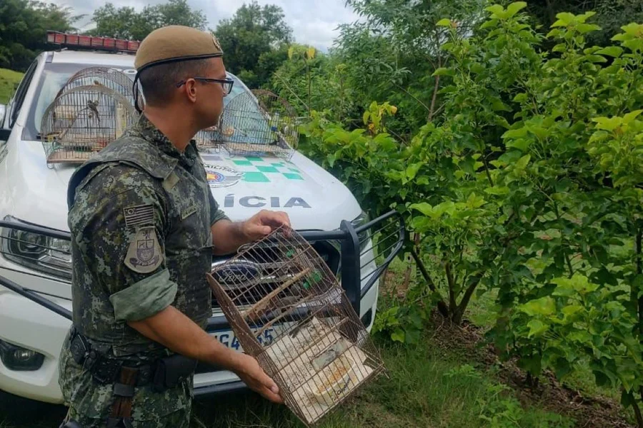 Aves encontradas em cativeiro em Pacaembu (SP) são devolvidas à natureza - Metrópoles