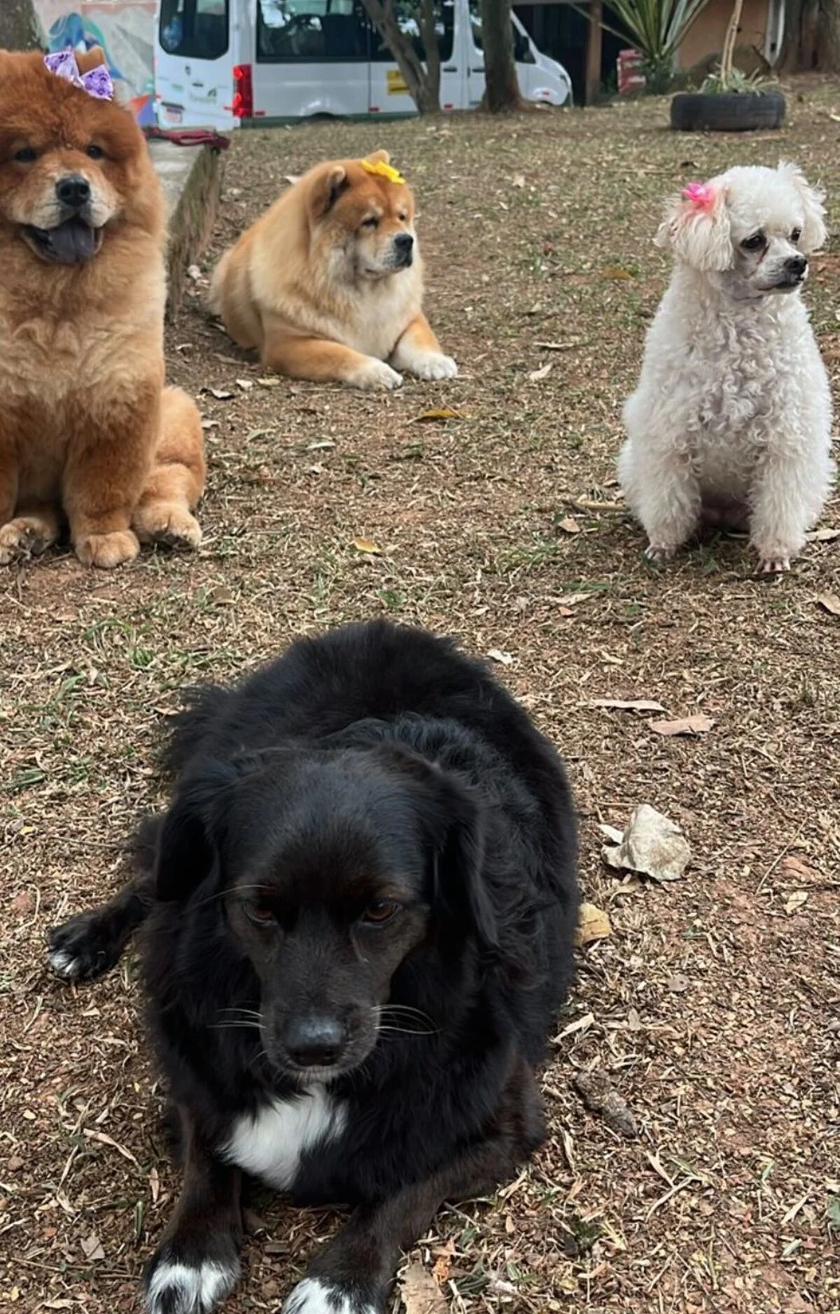 Andreia de Andrade, viúva de Nahim, registra passeio com os cachorros da família Andreia de Andrade, viúva de Nahim, registra passeio com os cachorros da família