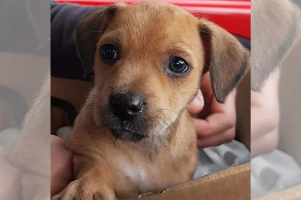 foto colorida cachorro Frederico ainda filhote
