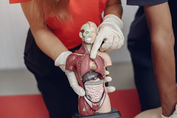 Foto colorida de mulher segurando um boneco com forma humana que mostra todos seus órgãos internos - Matéria metrópoles.