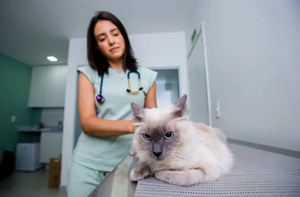 Mulher branca e de cabelo preto examina um gato de cor branco acinzentado enquanto ele está deitado em uma maca