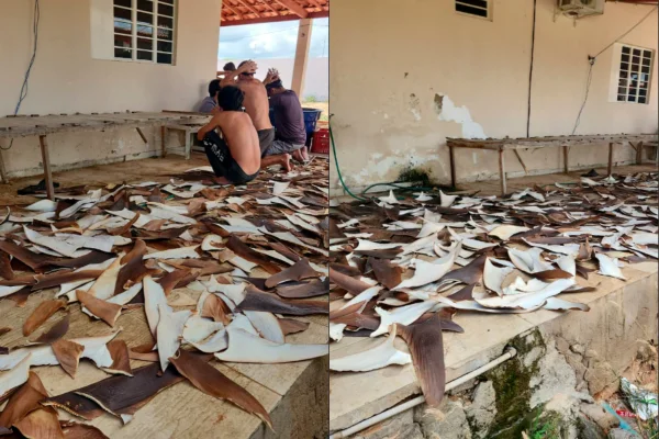 Imagem colorida, PF apreende mais de 1,5 tonelada de barbatana de tubarão na Bahia - Metrópoles