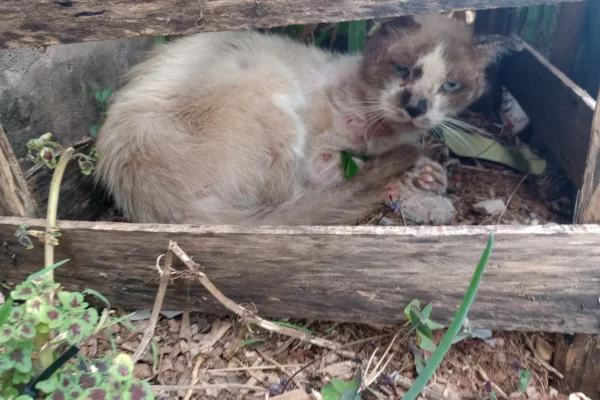 Foto colorida de gato com ferimentos