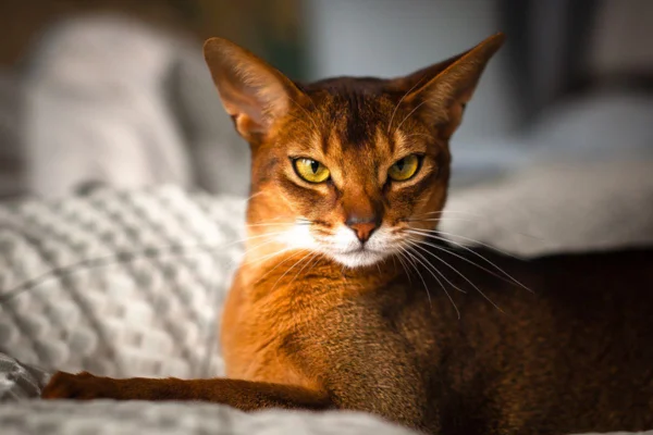 Imagem colorida de gato abissínio deitado na cama