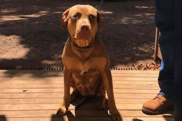 Vídeo: bandidos usam carne com calmante para roubar pitbull em MS