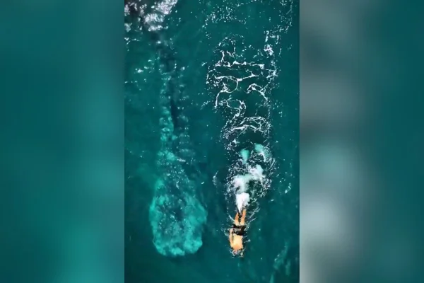 Imagem colorida de tubarão-baleia ao lado de homem