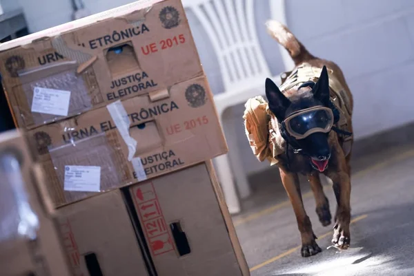 Cães farejadores da PMDF vistoriam urnas eletrônicas a 5 dias do 2° turno