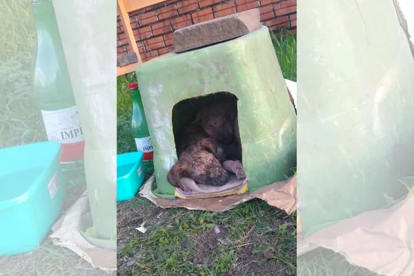 foto colorida cachorro com sarna encontrado em Canoas