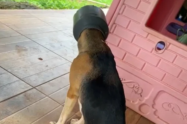 Cachorro prende a cabeça em leiteira e é salvo por bombeiros em MG