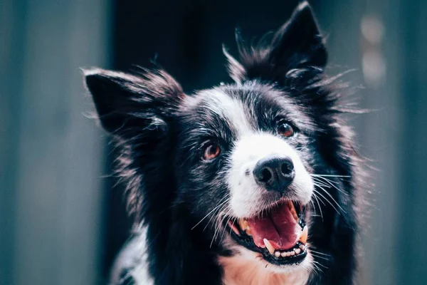Cachorro da raça border collie