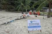 Golfinho pseudorca é encontrada morta próxima à costa em Ilhabela - imagem 3 Golfinho pseudorca é encontrada morta próxima à costa em Ilhabela - imagem 3