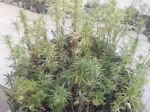 policia-apreende-maconha-bahia-metropoles