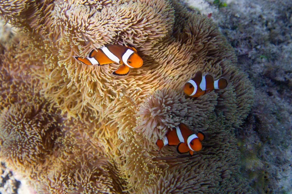 Imagem colorida de peixes-palhaço e anêmonas - Metrópoles