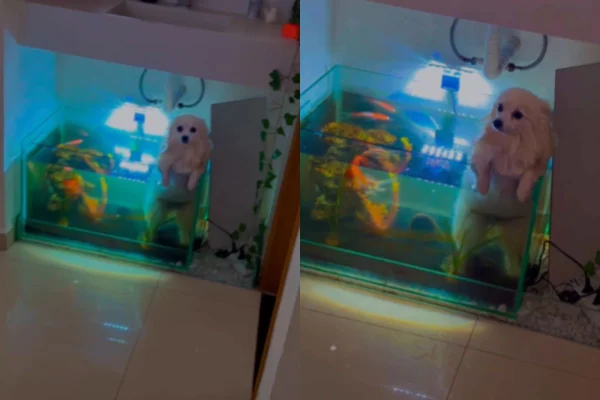 Foto colorida de um cachorro dentro do aquário - Metrópoles
