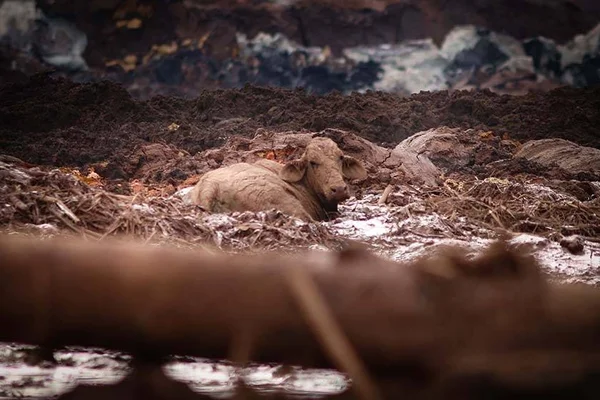 Ministério Público cobra da Vale retirada de animais de Brumadinho
