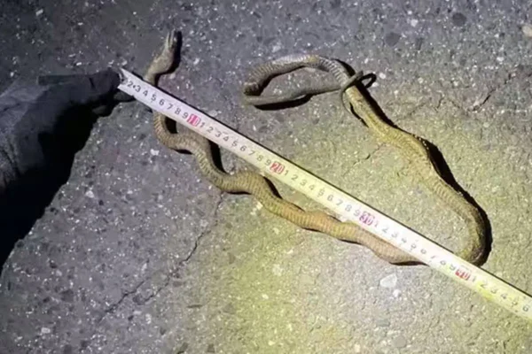 Foto colorida de cobra em linha de trem-bala no Japão - Metrópoles