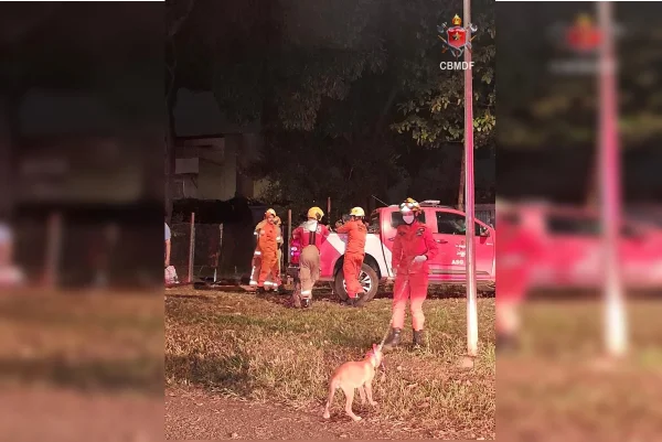 Bombeiros resgatam dois cães e um gato de casa incendiada no Guará