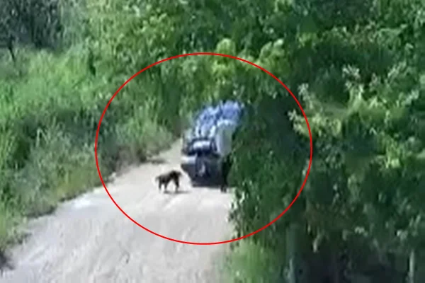 Homem abandona cachorro em rua, na Ponte Alta do Gama