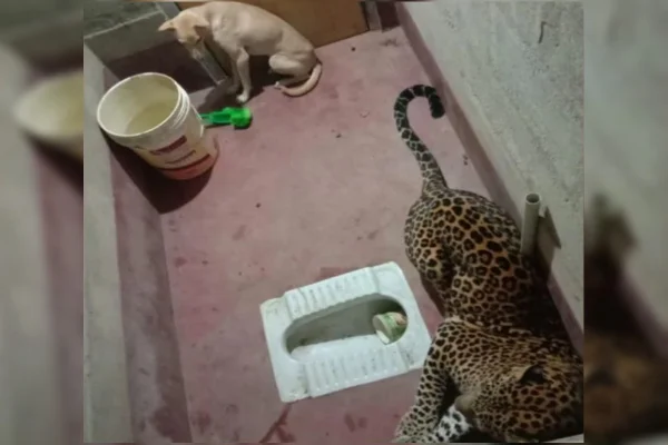 Cão fica preso dentro de banheiro com leopardo na Índia