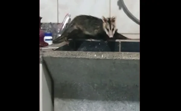 Vídeo: gambá invade casa em Sorocaba (SP) para comer ração