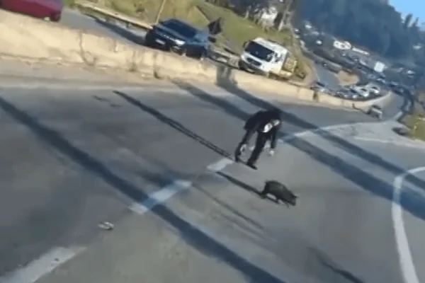 Imagem colorida de uma popular tentando resgatar um filhote de porco que corria pela Rodovia Raposo Tavares - Metrópoles