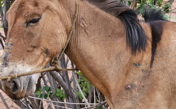 Imagem colorida de cavalo vítima de maus-tratos