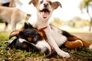Comunicaução: saiba como os cachorros se comunicam uns com os outros Comunicaução: saiba como os cachorros se comunicam uns com os outros