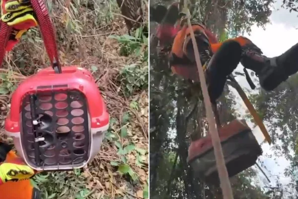 Bombeiros resgatam gato de árvore de 11 metros de altura em Patrocínio