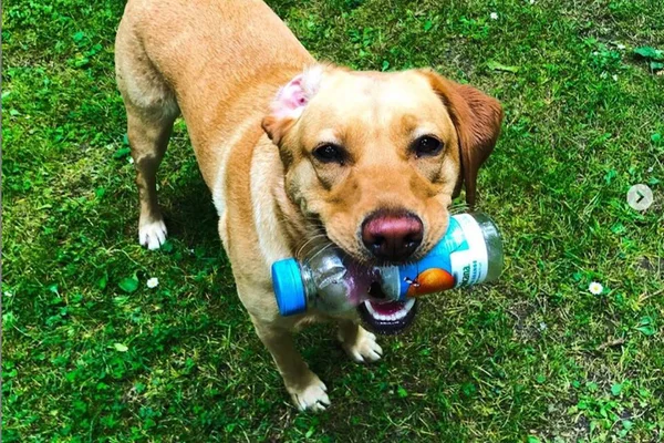 Cachorrinha é treinada para recolher garrafas plásticas da praia