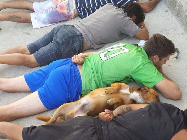 Cachorro deita ao lado de suspeitos durante ação policial