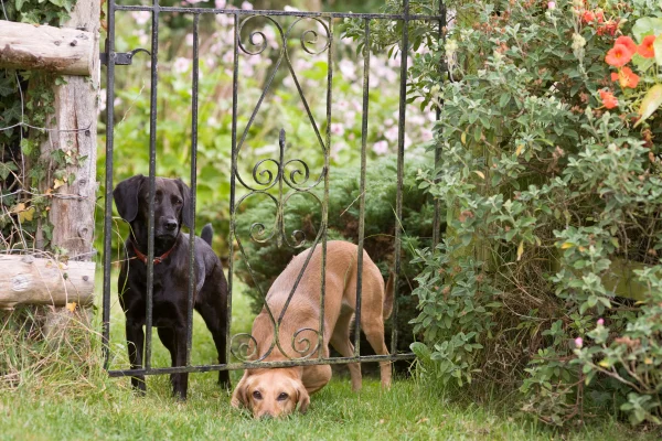 Seu cachorro fugiu? Veterinário explica como agir nessa situação