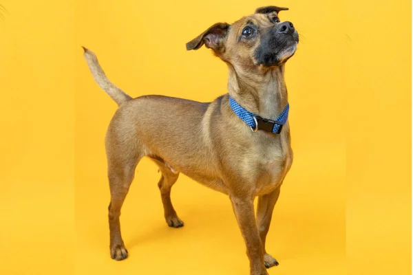 cachorrinho devolvido para abrigo