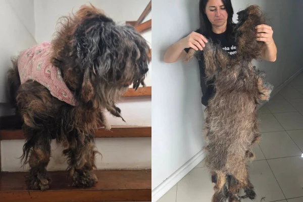 Força-tarefa remove 2 kg de pelos de cadela resgatada no RS