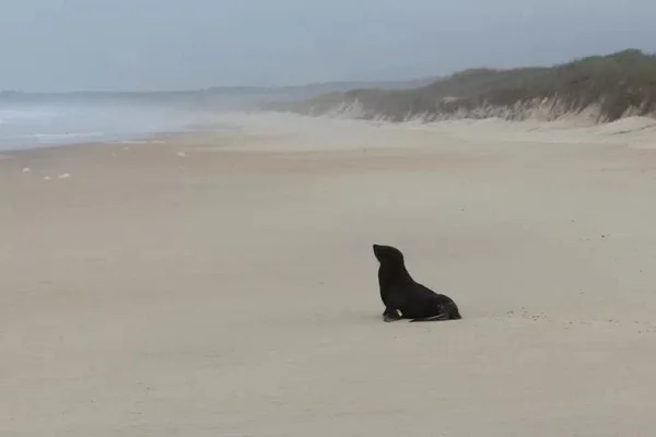 Lobo marinho Santa Catarina