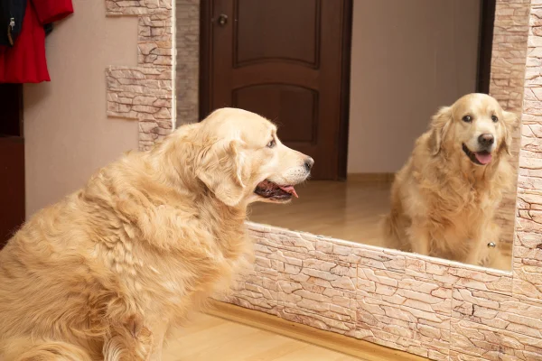 cachorro com reflexo no espelho