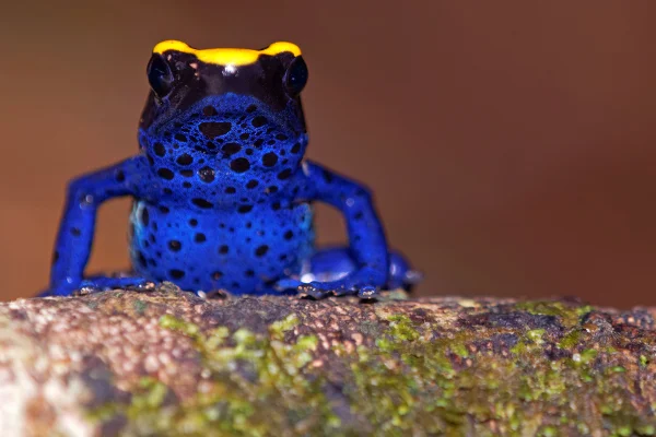 Foto colorida com zoom de um sapo de cor azul vibrante, fotografado em mata aberta - Metrópoles.