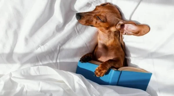 Seu cachorro fica muito agitado a noite? Saiba o que fazer