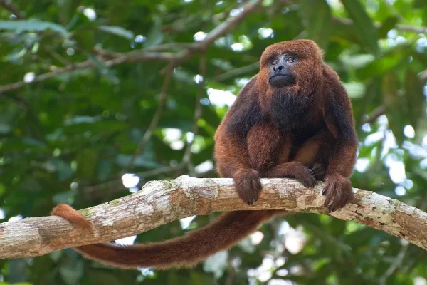 Imagem colorida de um macaco bugio marrom entre as árvores