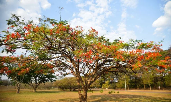 Imagem decolrida de árvore simbolizando início da primavera