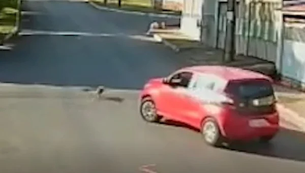 Imagens fortes: motorista atropela cadela e foge sem prestar socorro