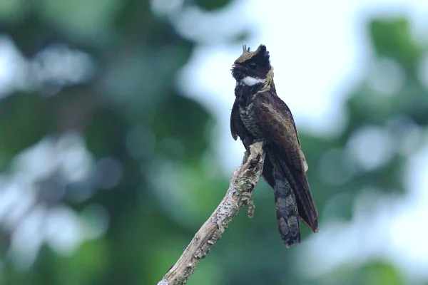 Imagem colorida mostra ave noitibó-orelhudo (Lyncornis macrotis) - Metrópoles