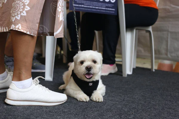 Cachorro em ação da Prefeitura de São Paulo - Metrópoles