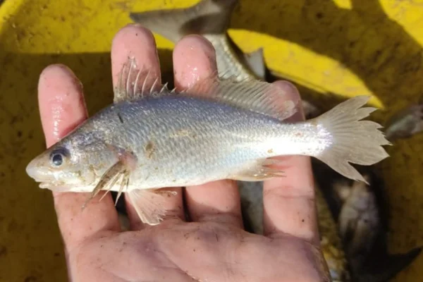 Foto colorida de espécie de peixe encontrado na costa basileira - Metrópoles.