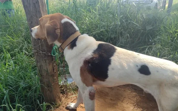 goias cachorro ferido e amarrado
