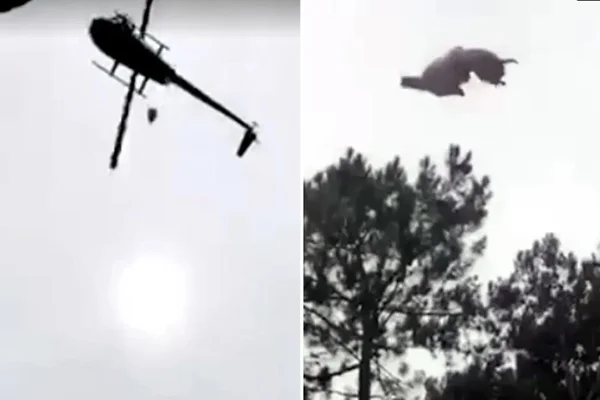 Vídeo. Animal jogado de helicóptero cai em piscina de empresário